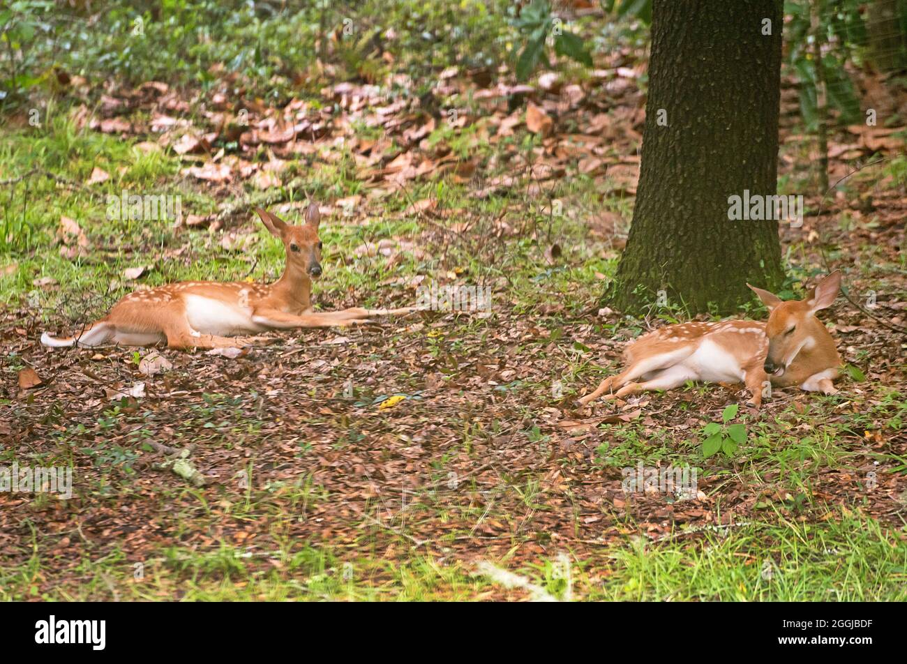 Due fawns di cervo in attesa che il cervo della madre ritorni per loro. Foto Stock