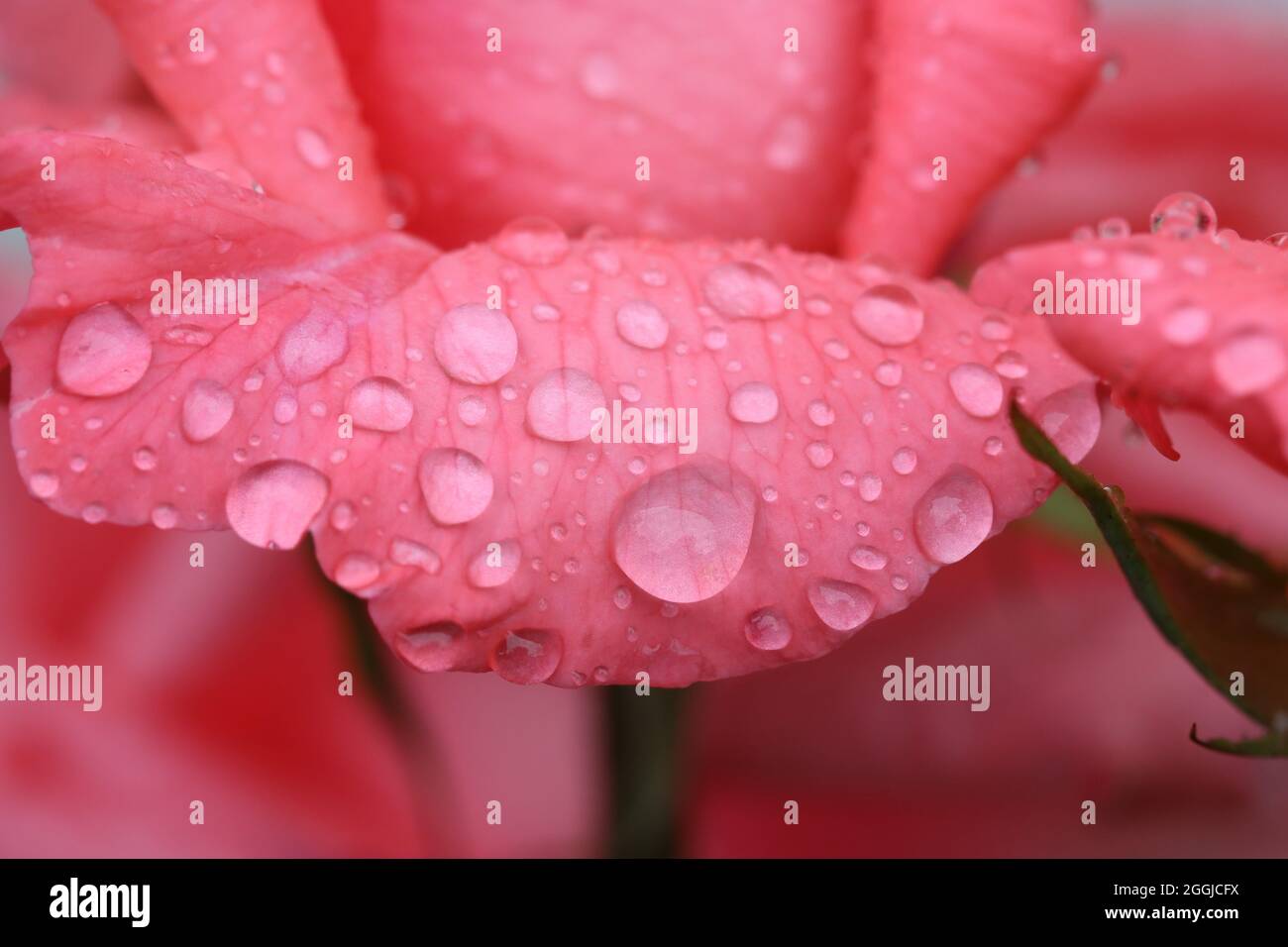 Nahaufnahme von vielen kleinen Regentropfen auf einem zartrosa Rosenblütenblatt Foto Stock