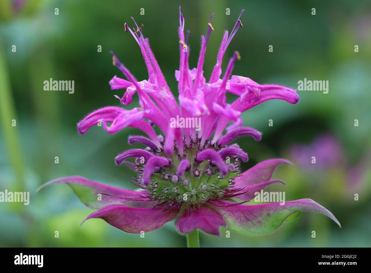 Nahaufnahme einer violetten Monarda-Blüte vor natürlichem Hintergrund mit schönem Bokeh Foto Stock
