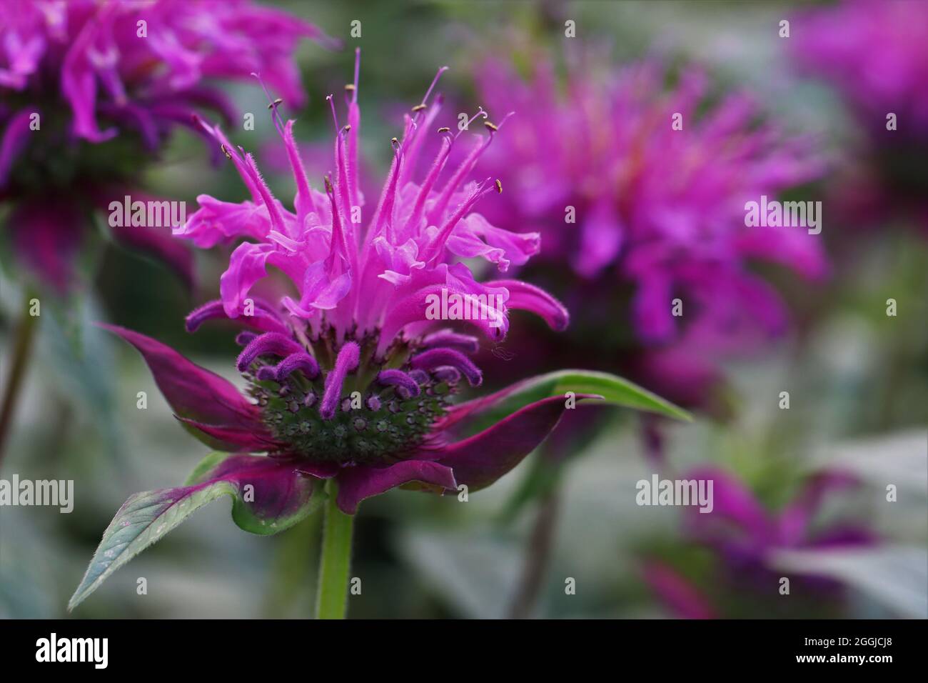 Nahaufnahme einer wunderschönen violetten Monarda-Blüte vor violett-grünem blumigem Hintergrund Foto Stock