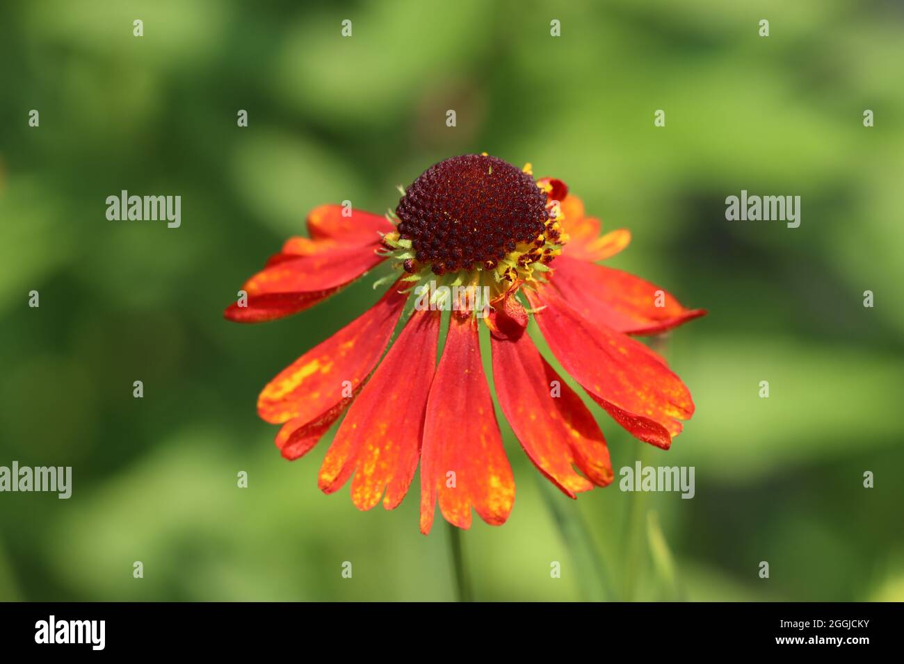 una bella fioritura arancione-rossa del coneflower contro uno sfondo verde naturale sfocato Foto Stock