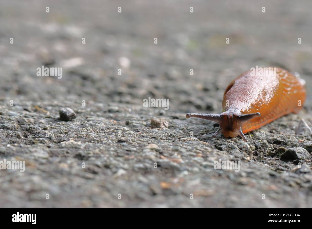 Primo piano di un nudibranco marrone su un percorso grigio con spazio di copia Foto Stock