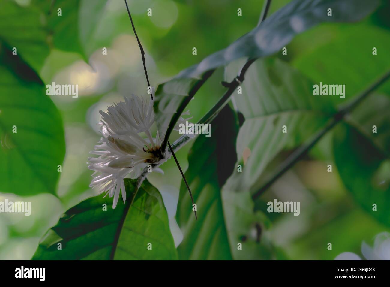 un bouquet di fiori bianchi di caffè con la retroilluminazione del sole del mattino che penetra nelle foglie nel giardino del caffè Foto Stock
