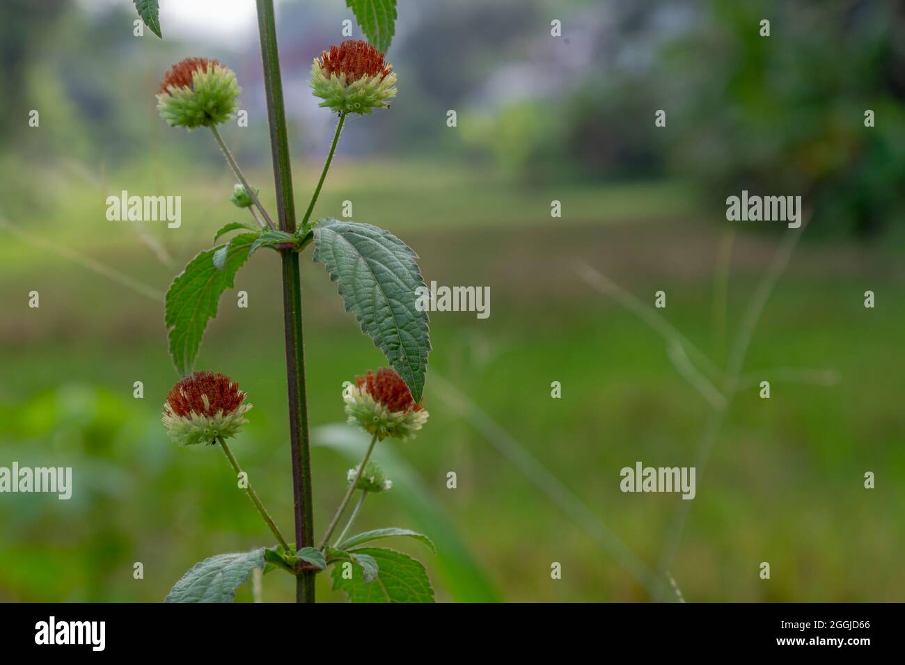 una lama d'erba con fiori rotondi, che compaiono in ogni asse delle foglie, il colore dei fiori diventa marrone dopo una lunga fioritura Foto Stock