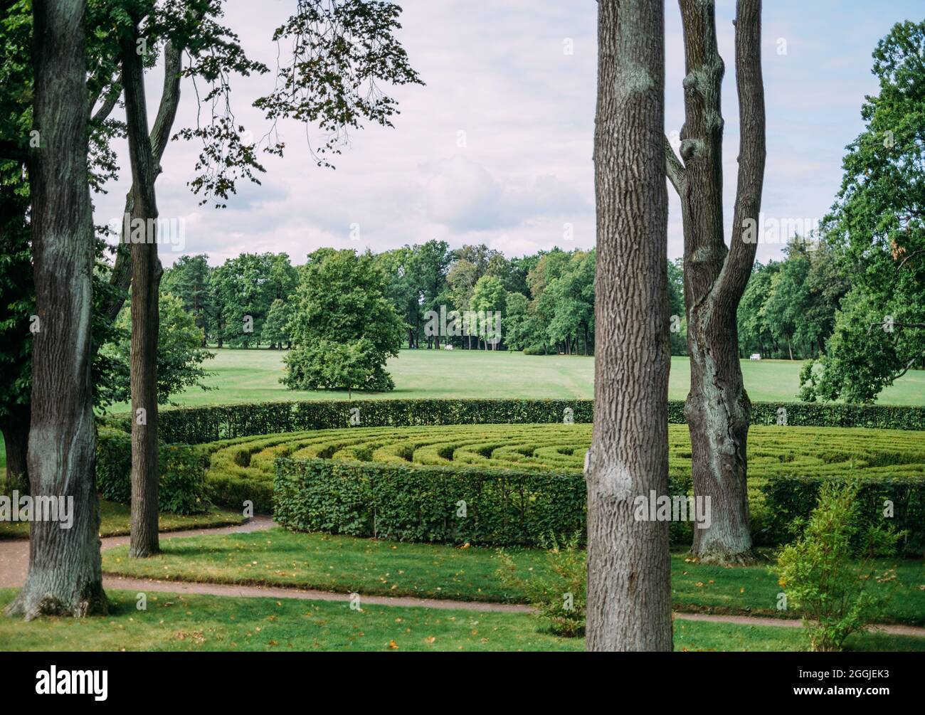 Labirinto di cespugli circolari verdi nel parco estivo. Foto Stock