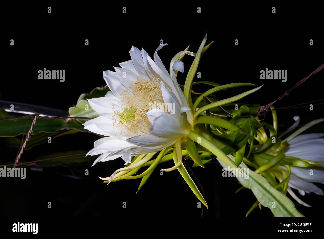 Un fiore di frutta del drago in piena fioritura alla notte, fiore del overlord Foto Stock