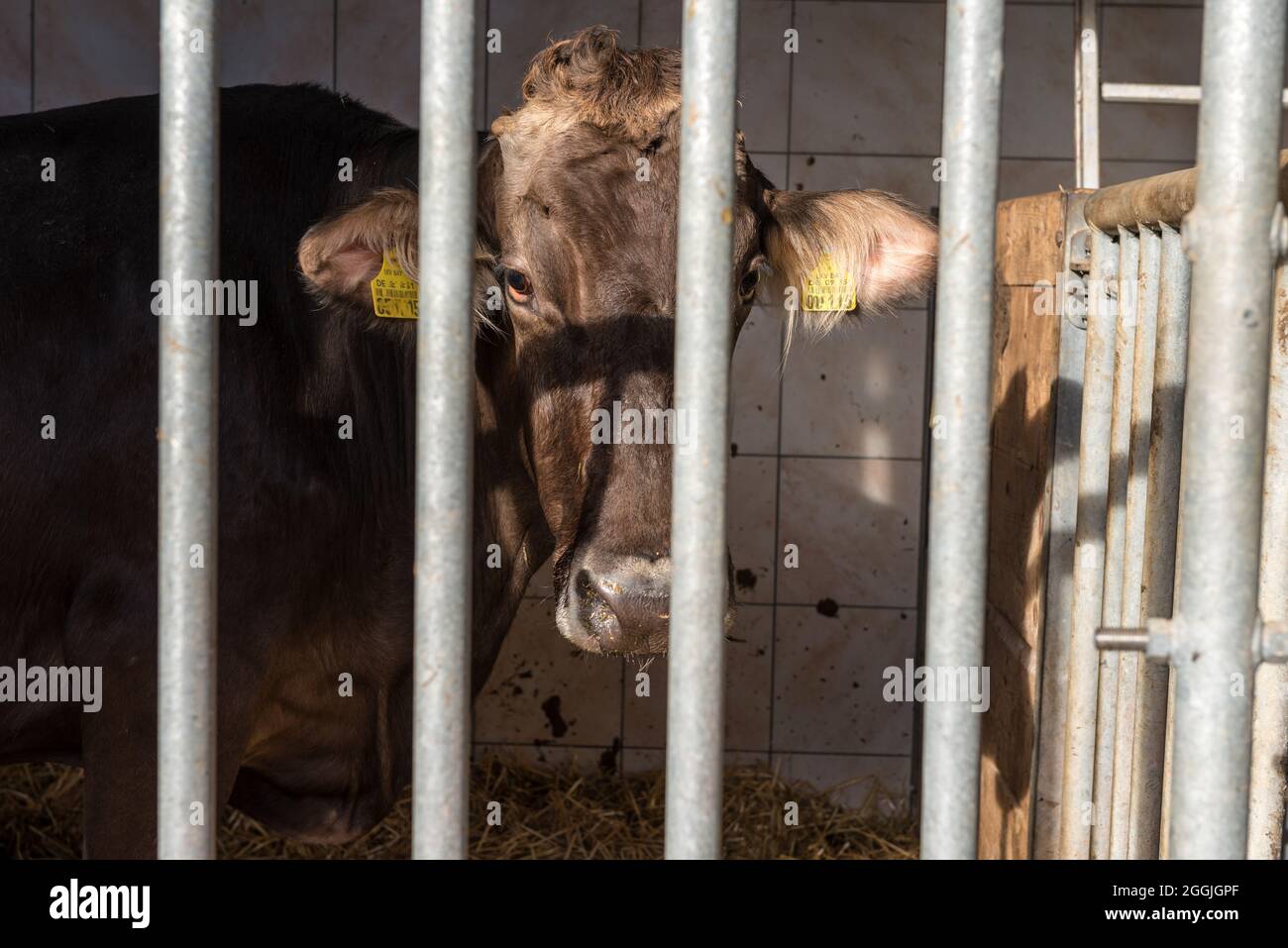 Mucca nella stalla, fattoria, caseificio che coltiva, Foto Stock