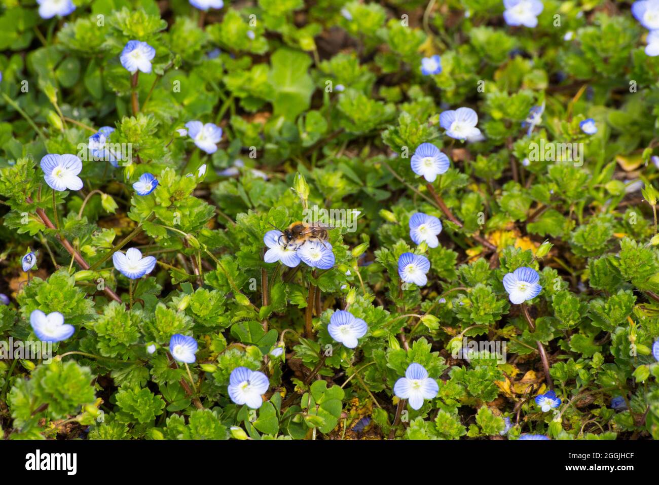Primo piano dei prati primaverili con piccoli fiori blu fioriti di recente. Foto Stock