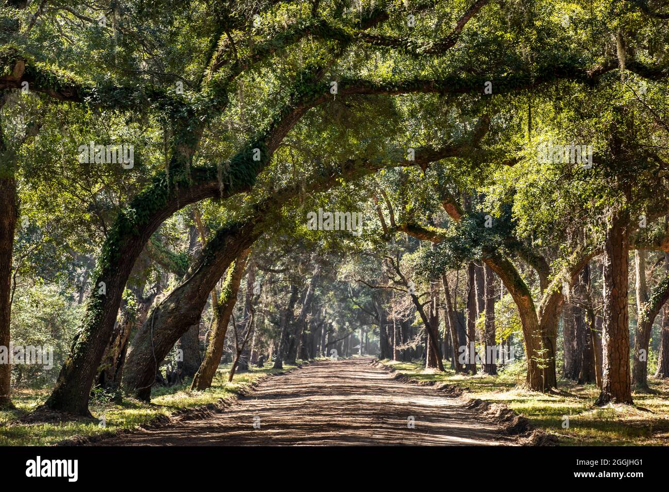 Botany Bay Plantation a Edisto Island, South Carolina. Foto Stock