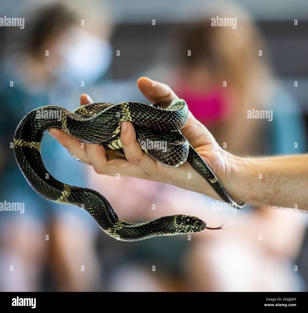 Serpenti e lucertole al Serpentarium Isola di Edisto. Foto Stock