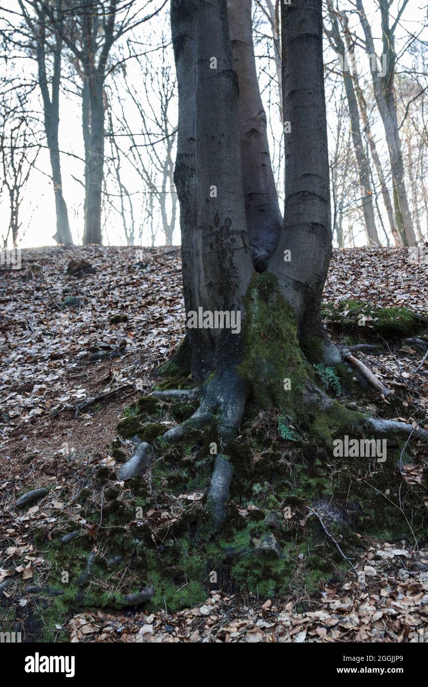 Germania, Foresta di Teutoburg nella regione di Munster, Ibbenbueren Foto Stock