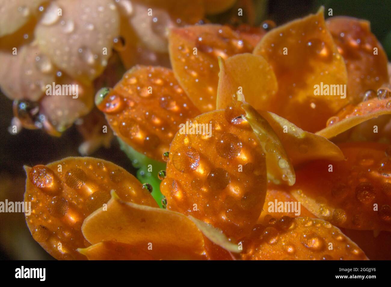 Fiori dopo una giornata piovosa. Foto Stock