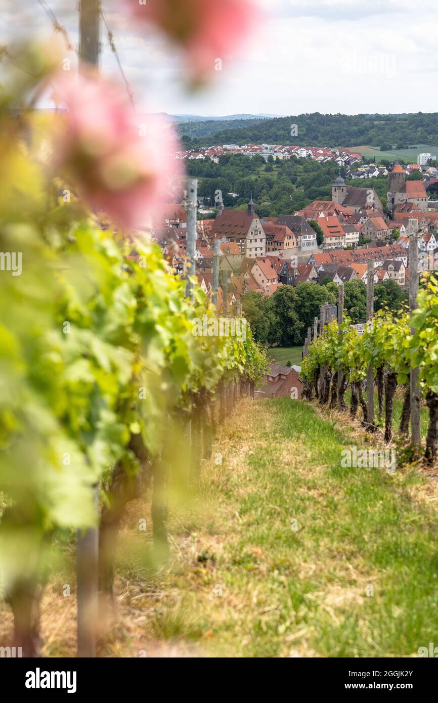 Europa, Germania, Baden-Wuerttemberg, Besigheim, vista dal ripido vigneto alla storica città vecchia di Besigheim Foto Stock