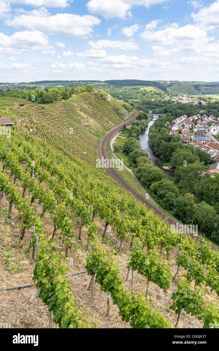 Europa, Germania, Baden-Wuerttemberg, Besigheim, vista sul ripido vigneto vicino Besigheim sul Neckar Foto Stock