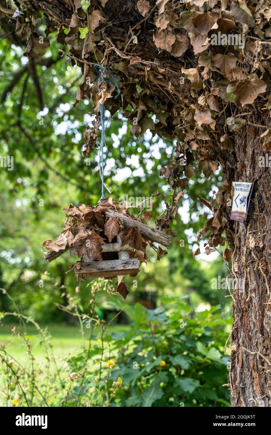 Europa, Germania, Baden-Wuerttemberg, Erligheim, alimentatore di piccoli uccelli su un vecchio albero Foto Stock