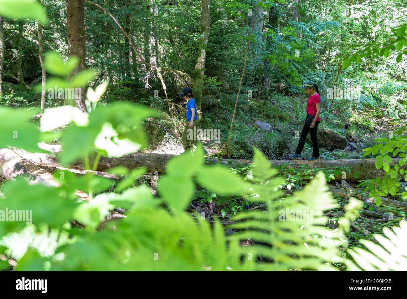 Europa, Germania, Baden-Wuerttemberg, Foresta Nera settentrionale, Bad Liebenzell, Madre e figlio si equilibrano su un tronco caduto nella gola di Monbach Foto Stock