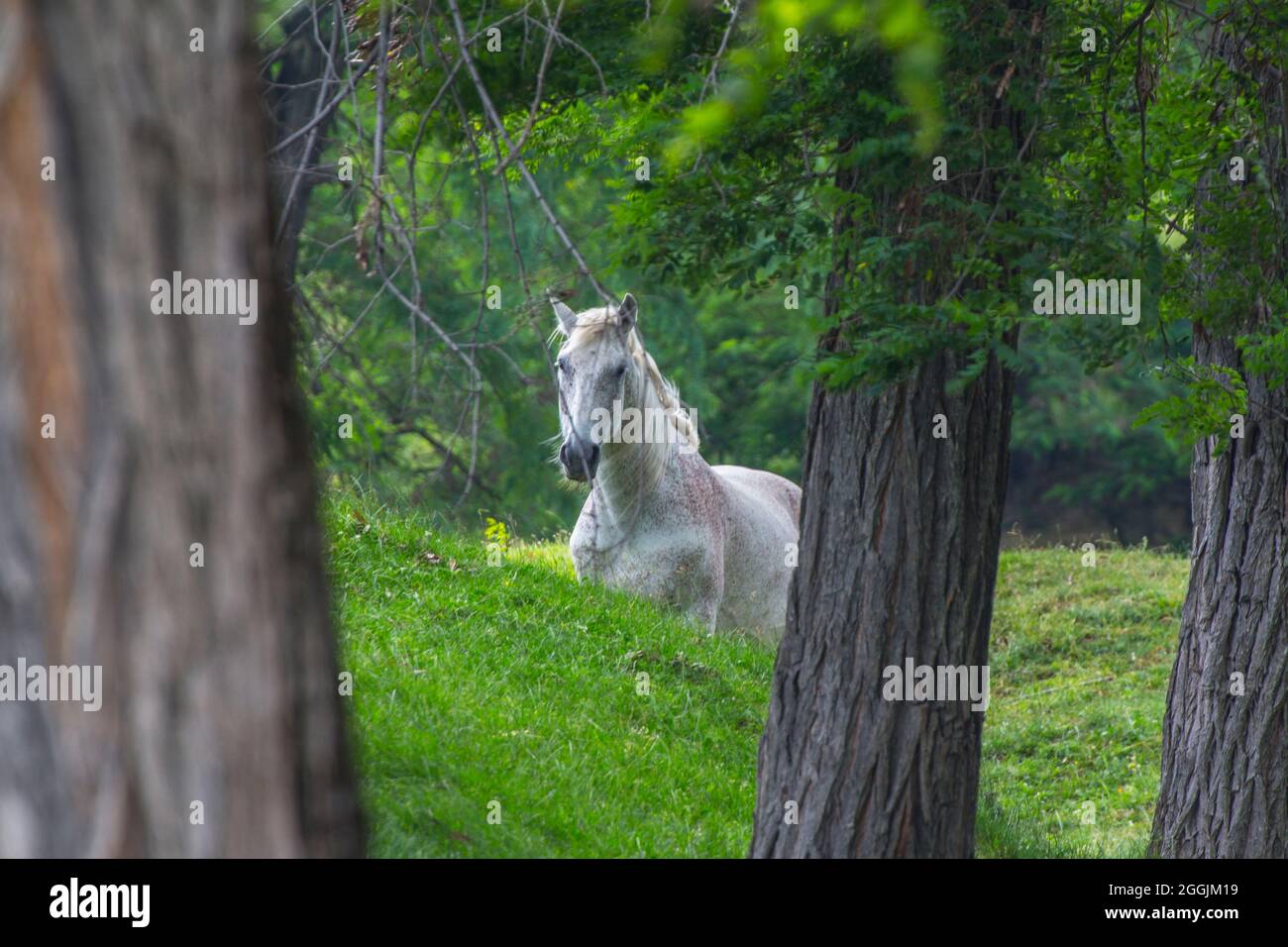 Un cavallo bianco gratuito che cammina nella foresta. Foto Stock