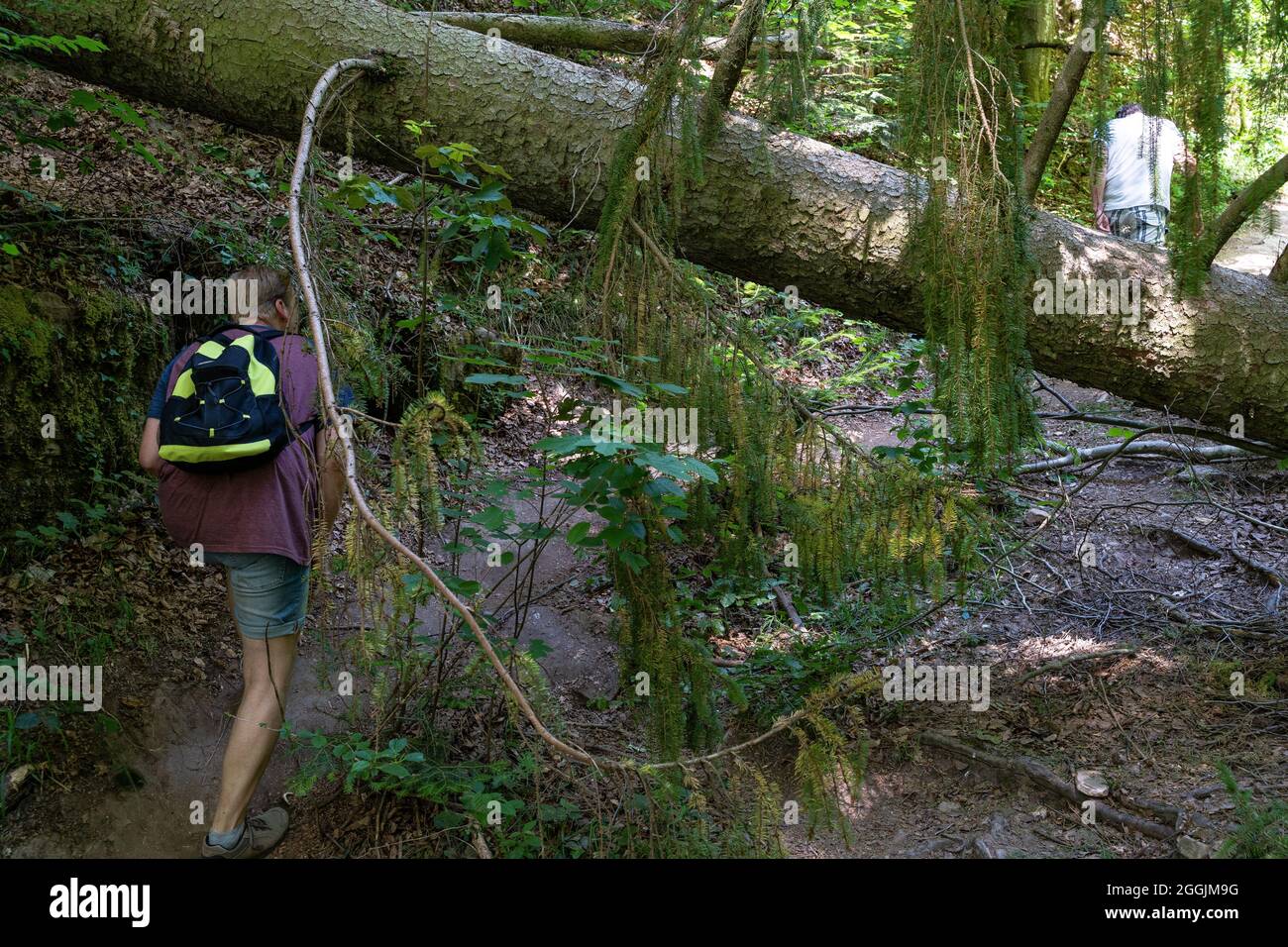 Europa, Germania, Baden-Wuerttemberg, Parco Naturale della Foresta Svevo-Franconia, Welzheim, escursionisti vanno sotto un tronco di alberi caduto Foto Stock