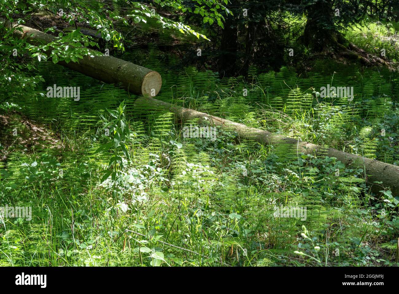 Europa, Germania, Baden-Wuerttemberg, Parco Naturale della Foresta Svevo-Franconiana, Welzheim, pittoresca foresta Foto Stock