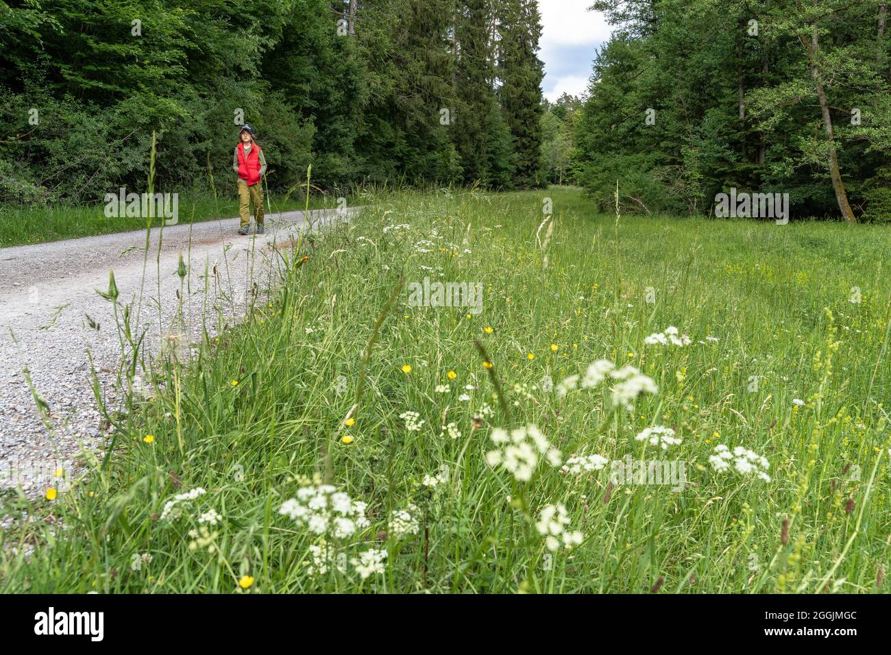 Europa, Germania, Baden-Wuerttemberg, Regione di Schönbuch, Parco Naturale di Schönbuch, Il ragazzo cammina su un sentiero forestale attraverso il Parco Naturale di Schönbuch Foto Stock