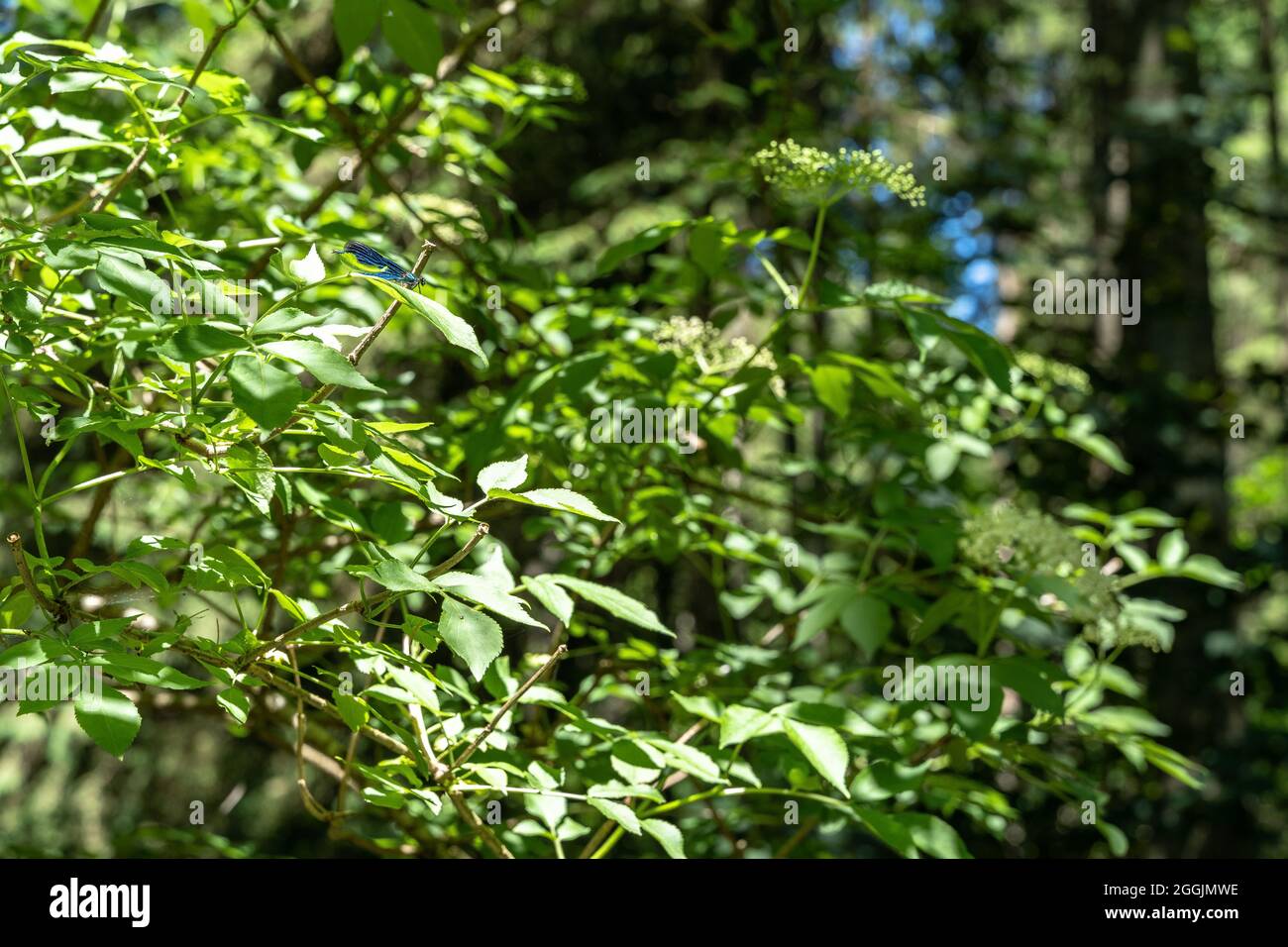 Europa, Germania, Baden-Wuerttemberg, Foresta Svevo-Franconia, Welzheim, premium sentiero escursionistico FeenSpuren foresta romana, volata blu Foto Stock