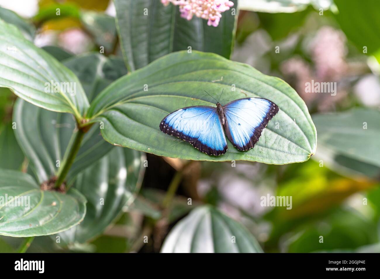 Europa, Germania, Baden-Wuerttemberg, Stoccarda, Wilhelma, Farfalla del cielo nella casa delle farfalle di Wilhelma Foto Stock