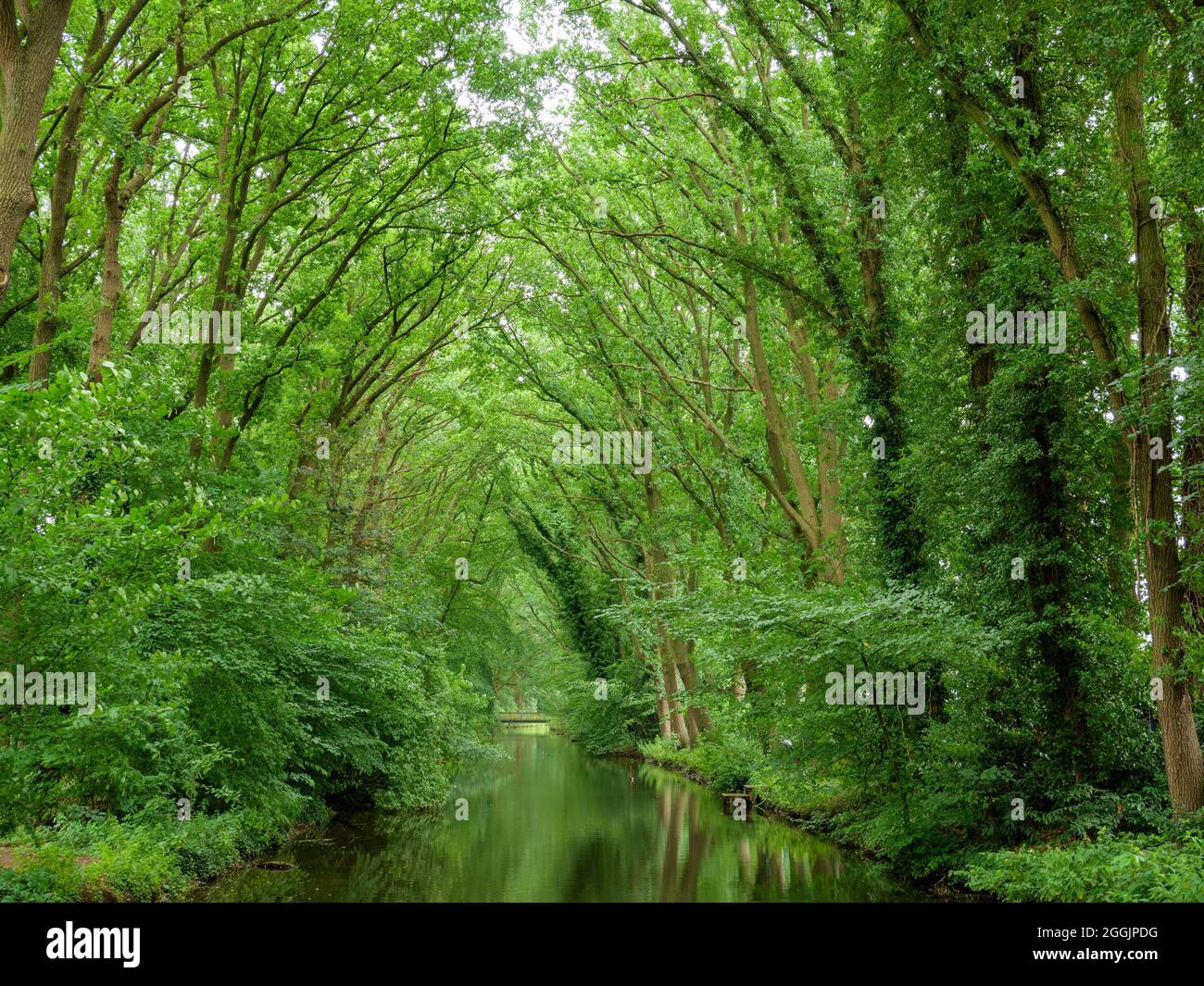 Deichhase con alberi antichi, Quakenbrück, Osnabrücker Land, bassa Sassonia, Germania Foto Stock