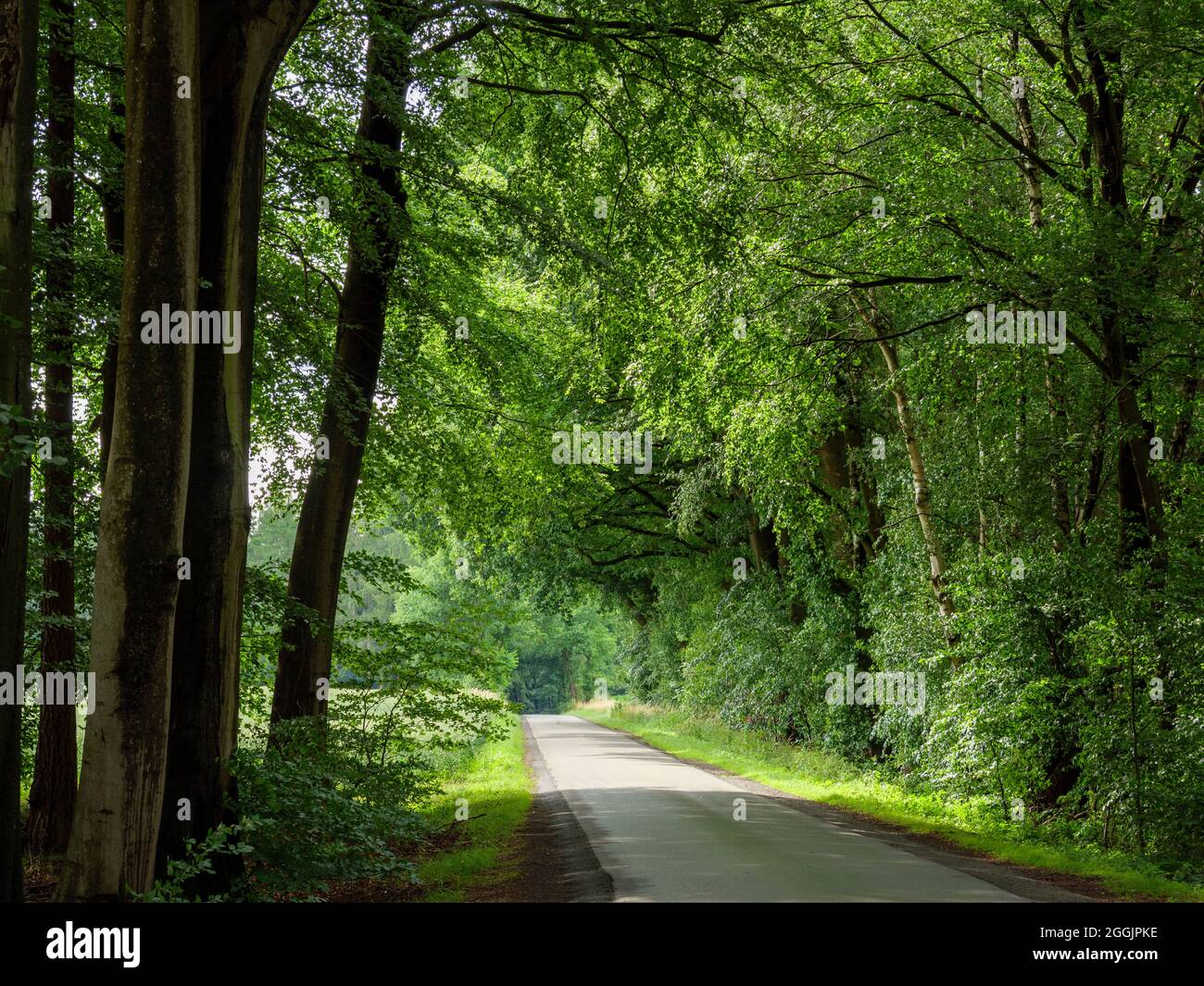 Bordo stradale della foresta vicino Ankum, Artland, Osnabrücker Land, bassa Sassonia, Germania Foto Stock