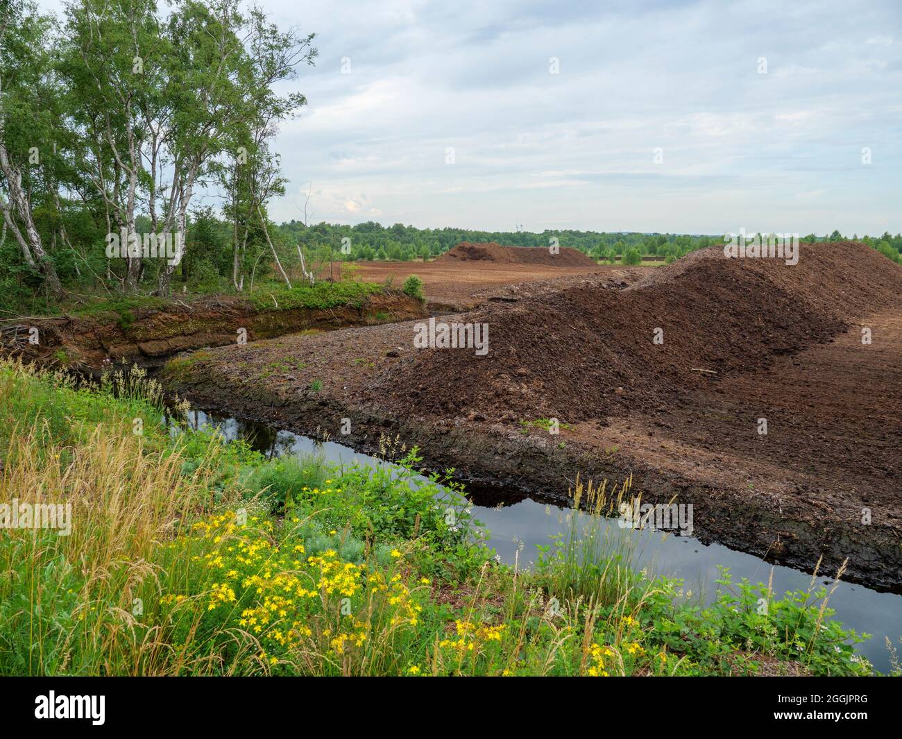 Allevamento di torba nel Venner Moor, Land Osnabrücker, bassa Sassonia, Germania Foto Stock