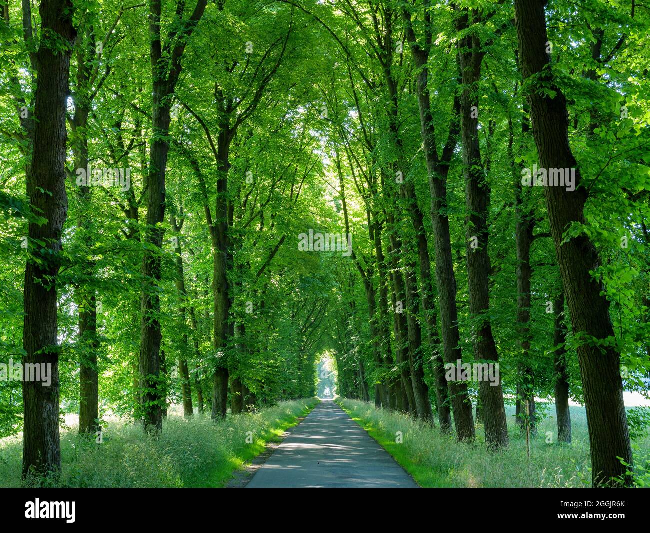 Clamors Allee, Castello di Hünnefeld, Bad Essen, Osnabrücker Land, bassa Sassonia, Germania Foto Stock