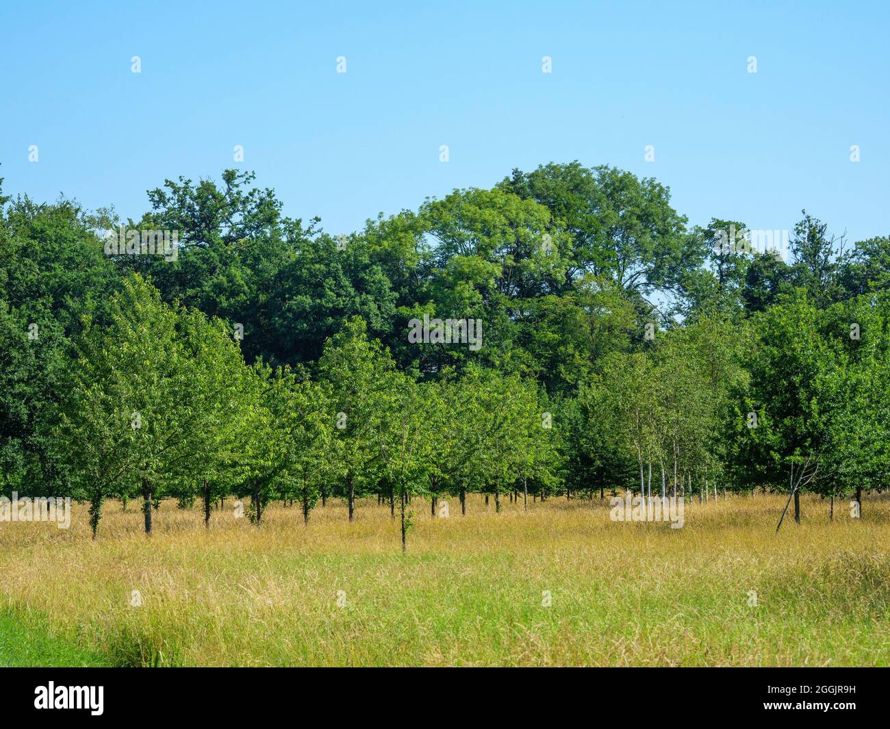 Scholarship Park, Castello di Ippenburg, Bad Essen, Osnabrücker Land, bassa Sassonia, Germania Foto Stock