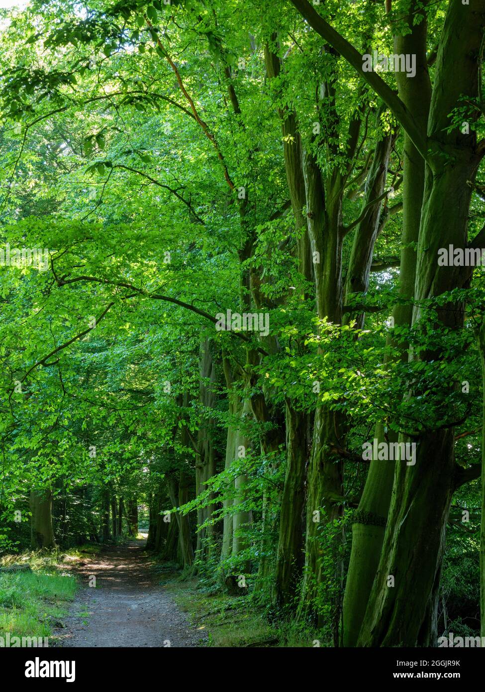 Percorso con alberi antichi vicino al Castello di Ippenburg, Bad Essen, Osnabrücker Land, bassa Sassonia, Germania Foto Stock
