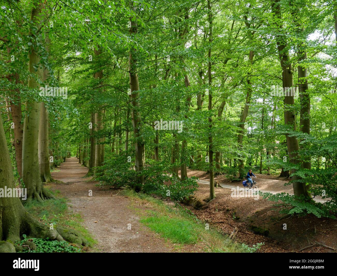 Eversburger Landwehrgraben nei pressi di Eversburg, Osnabrücker Land, bassa Sassonia, Germania Foto Stock