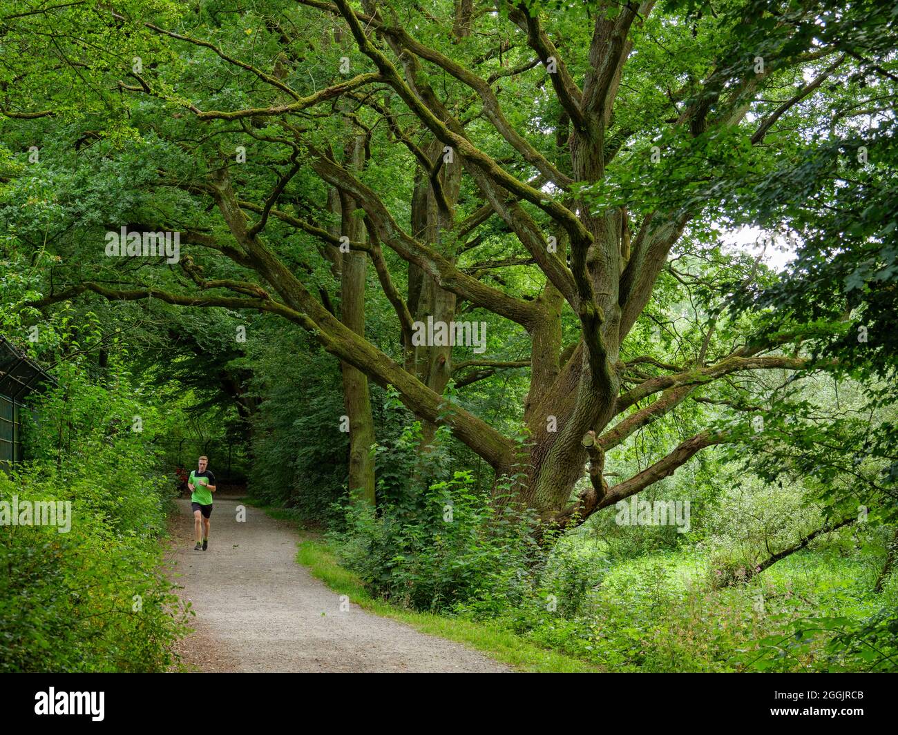 Nettetal vicino a Nettebad, Osnabrück, Osnabrücker Land, bassa Sassonia, Germania Foto Stock