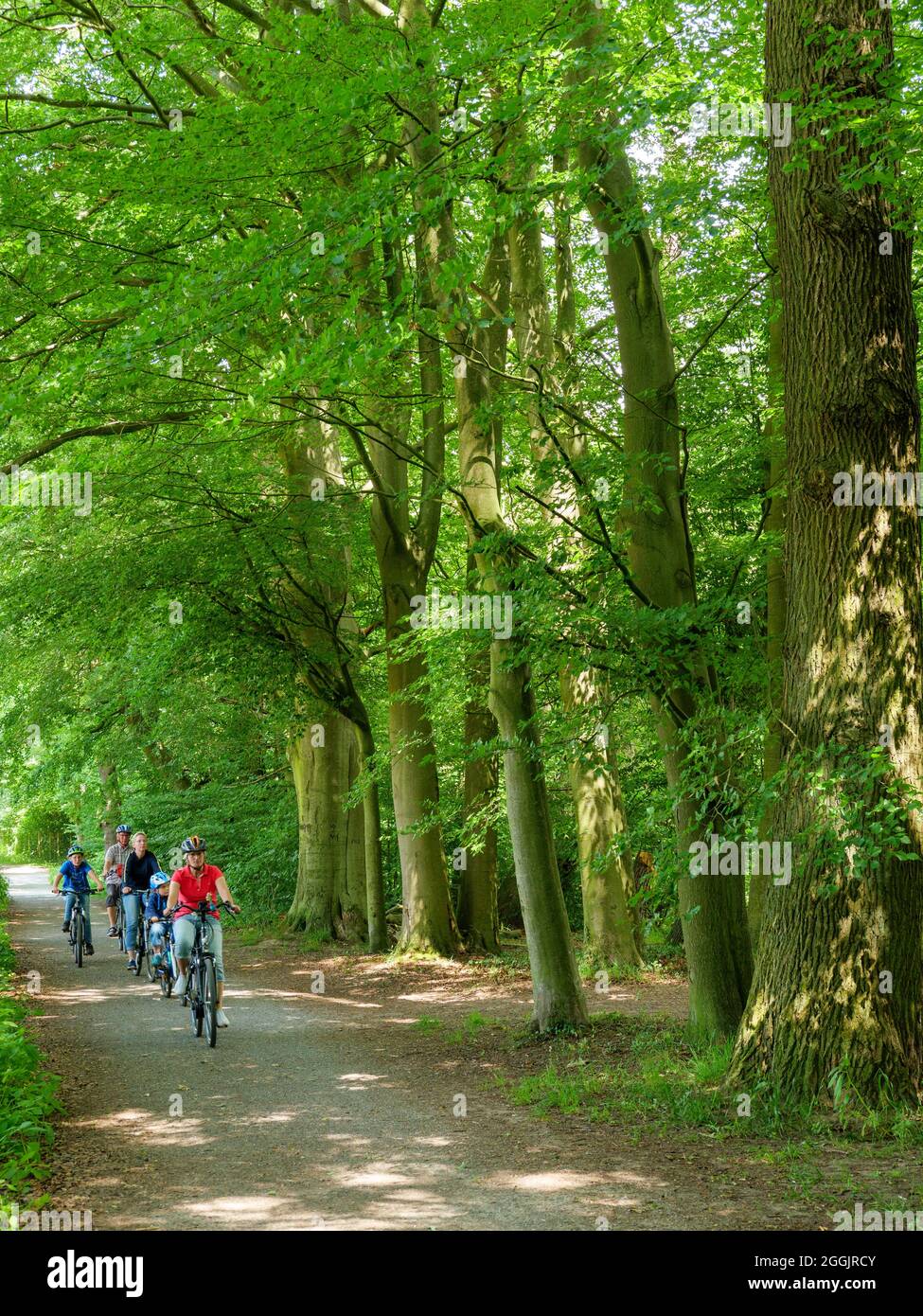 Percorso ciclabile nella foresta ad ovest di Osnabrück, Osnabrücker Land, bassa Sassonia, Germania Foto Stock