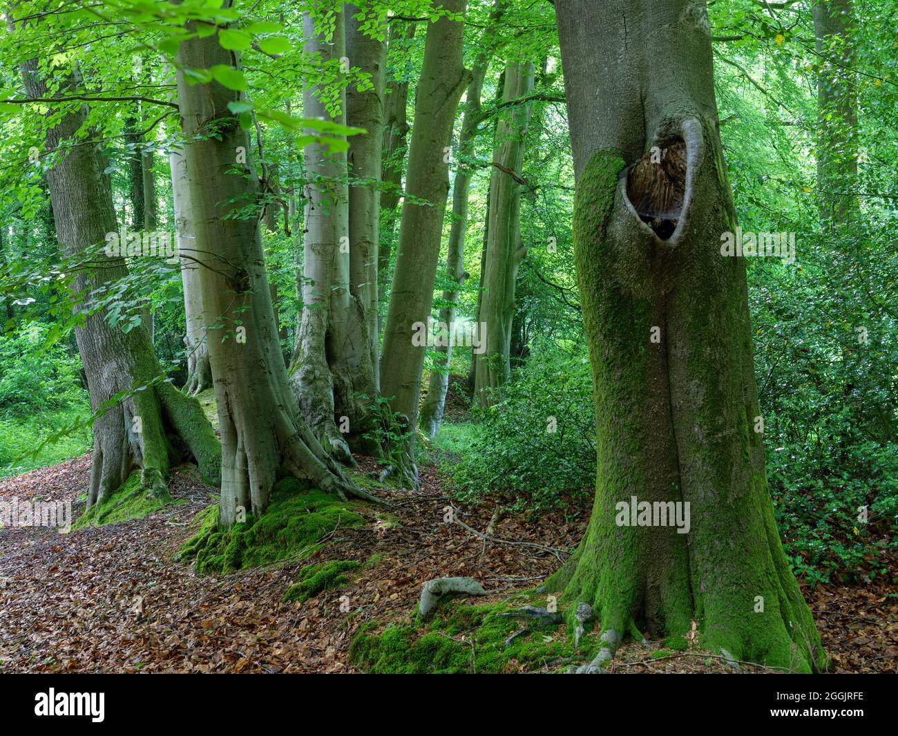 Foresta di faggi vicino a Sudenfeld vicino a Hagen ATW, Teutoburg Forest, Osnabrücker Land, bassa Sassonia, Germania Foto Stock
