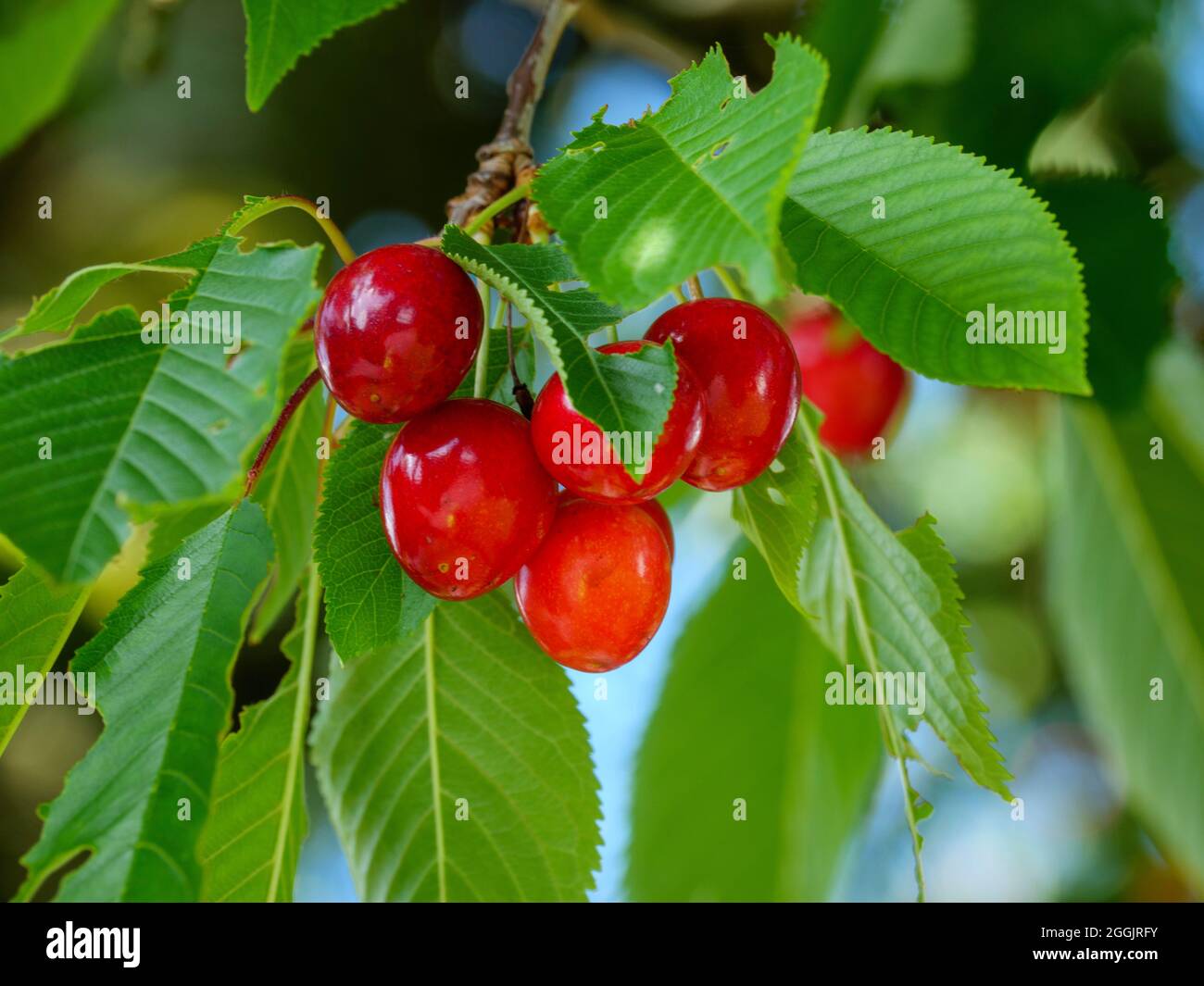 Ciliegie rosse sull'albero, Hagen ATW, Teutoburg Forest, Osnabrücker Land, bassa Sassonia, Germania Foto Stock