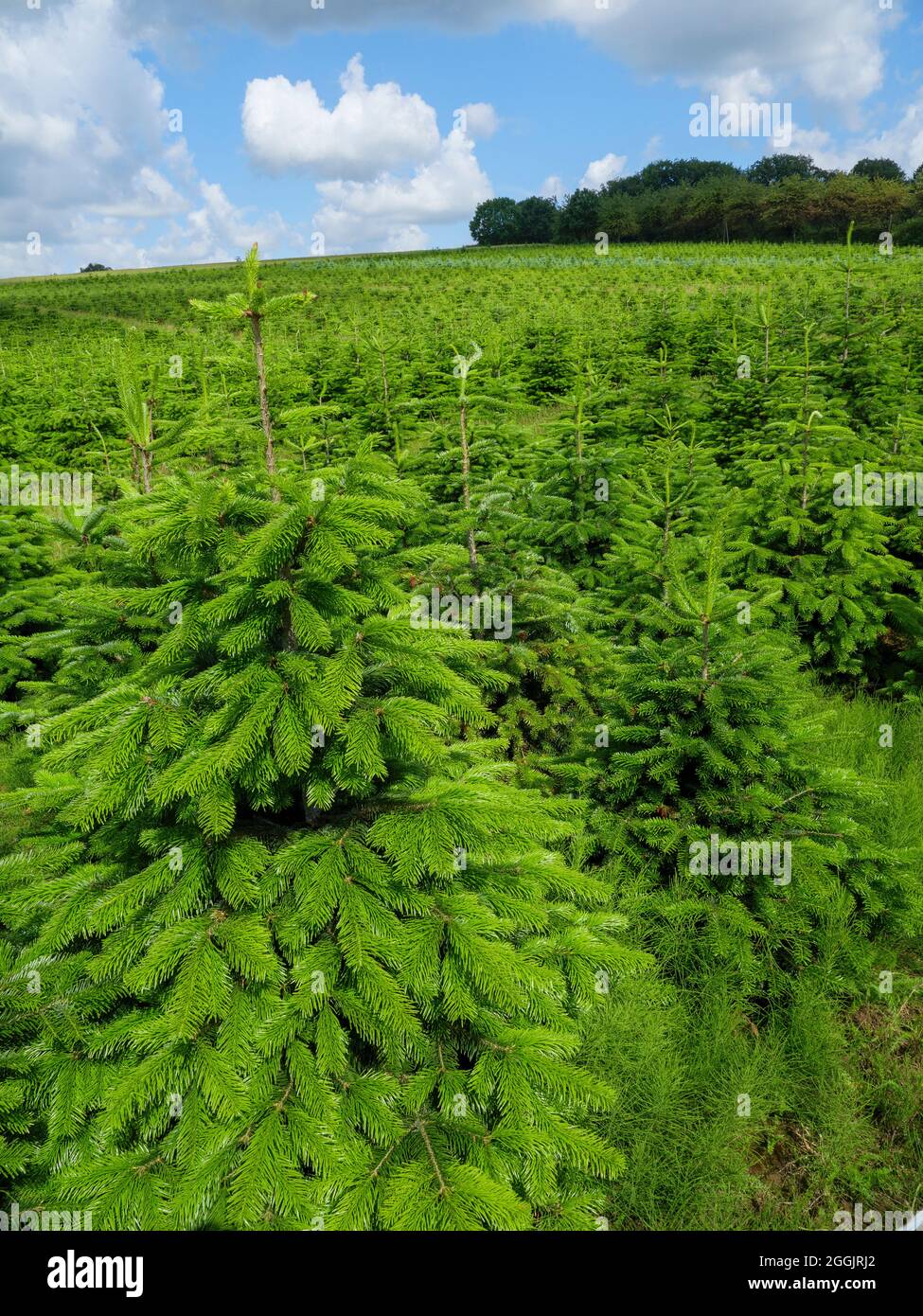 Piantagione di alberi di Natale nei pressi di Hagen ATW, Teutoburg Forest, Osnabrücker Land, bassa Sassonia, Germania Foto Stock