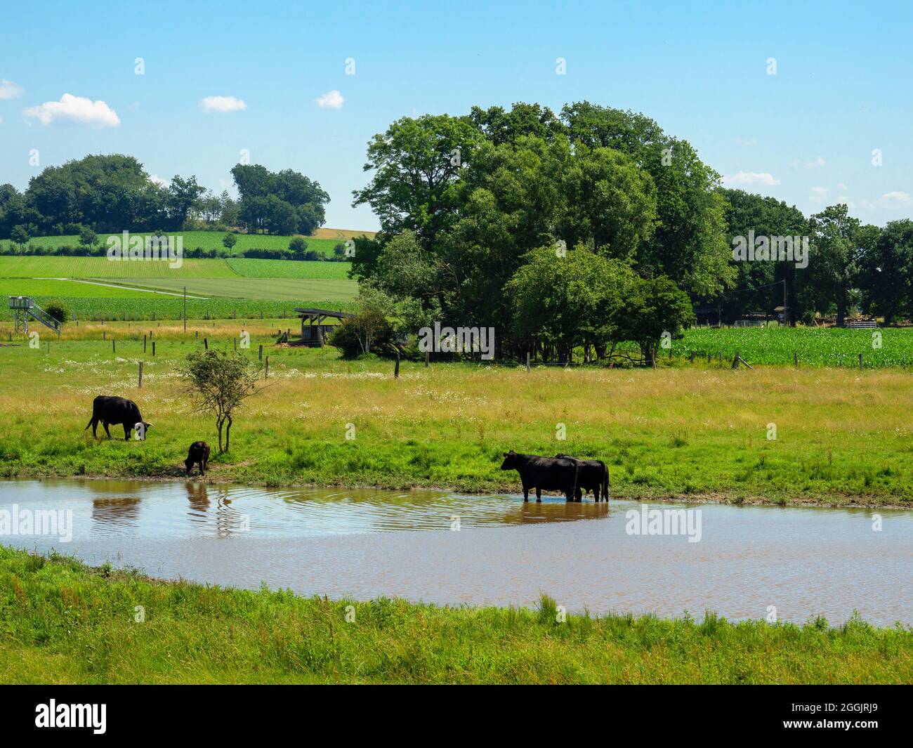 Bovini di Angus nero alla biforcazione, Melle-Gesmold, Osnabrücker Land, bassa Sassonia, Germania Foto Stock
