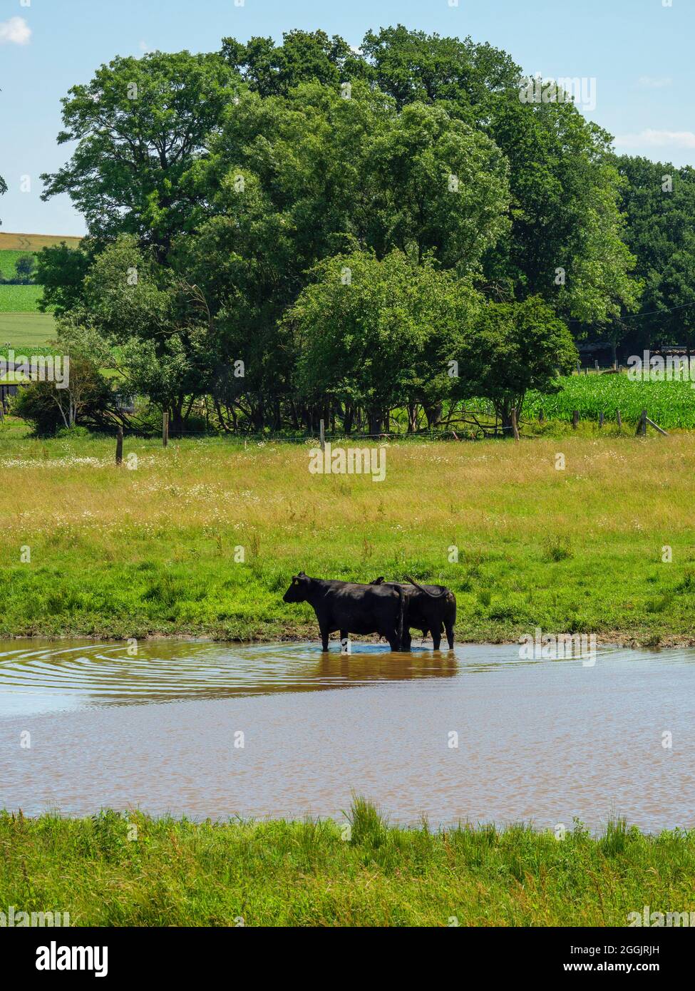 Bovini di Angus nero alla biforcazione, Melle-Gesmold, Osnabrücker Land, bassa Sassonia, Germania Foto Stock