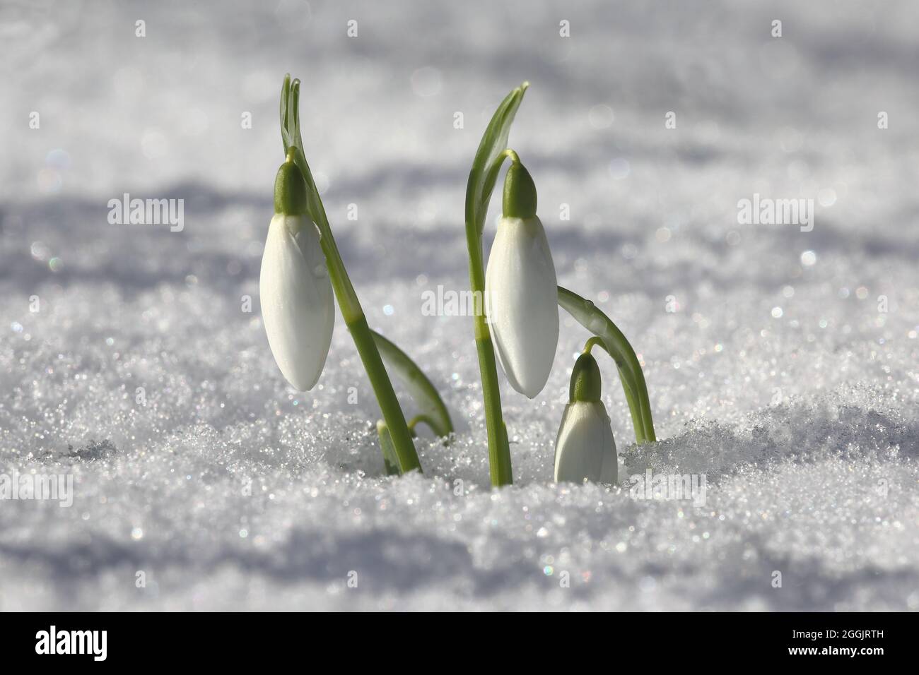 Snowdrops nella neve Foto Stock