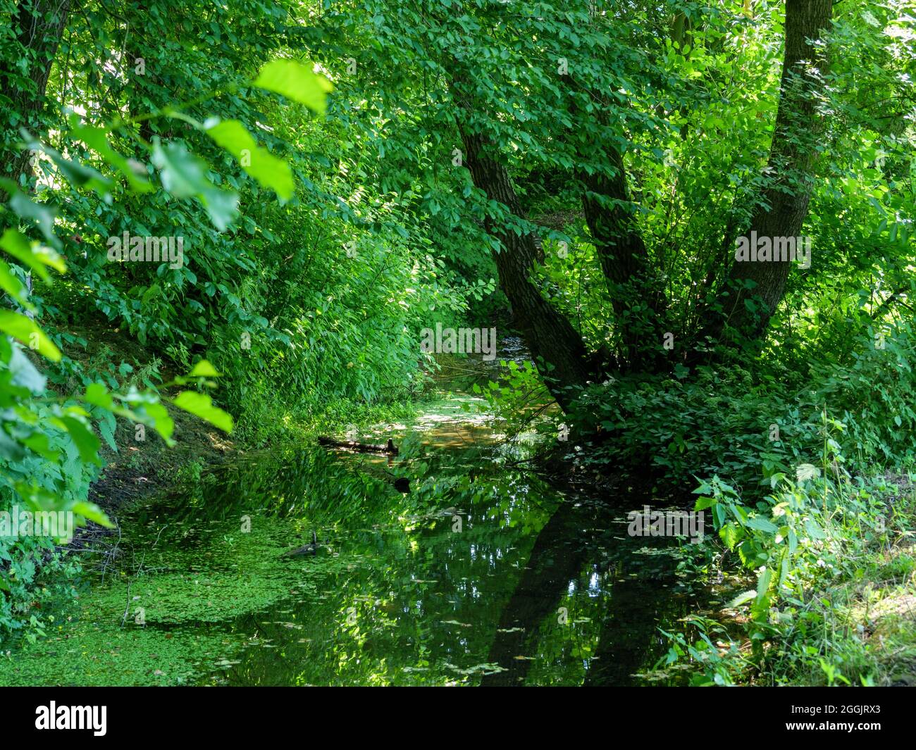 Hase fonte, Teutoburg Foresta, Osnabruecker Land, bassa Sassonia, Germania Foto Stock