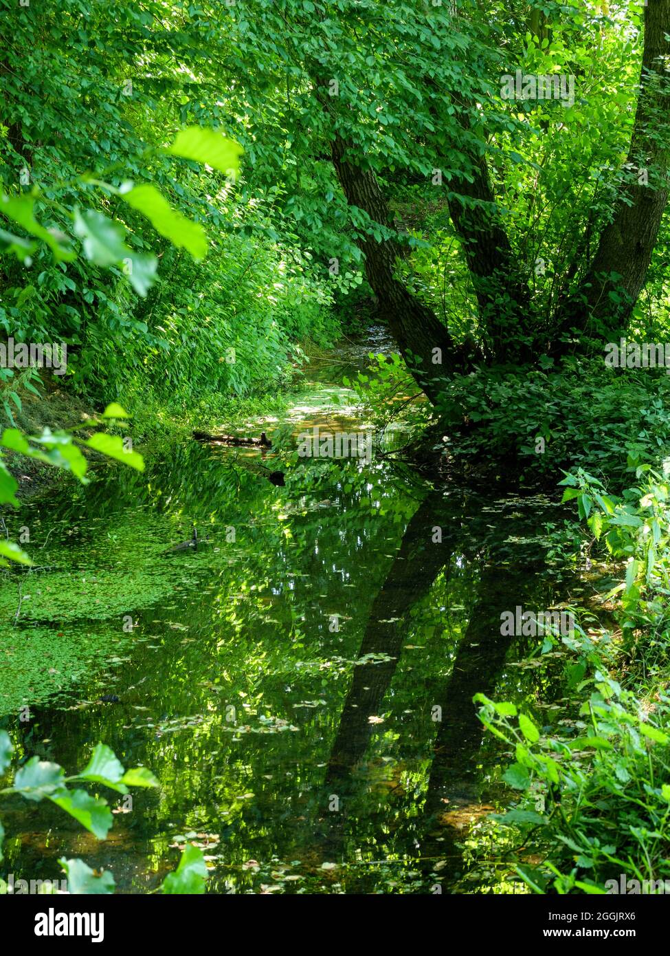 Hase fonte, Teutoburg Foresta, Osnabruecker Land, bassa Sassonia, Germania Foto Stock