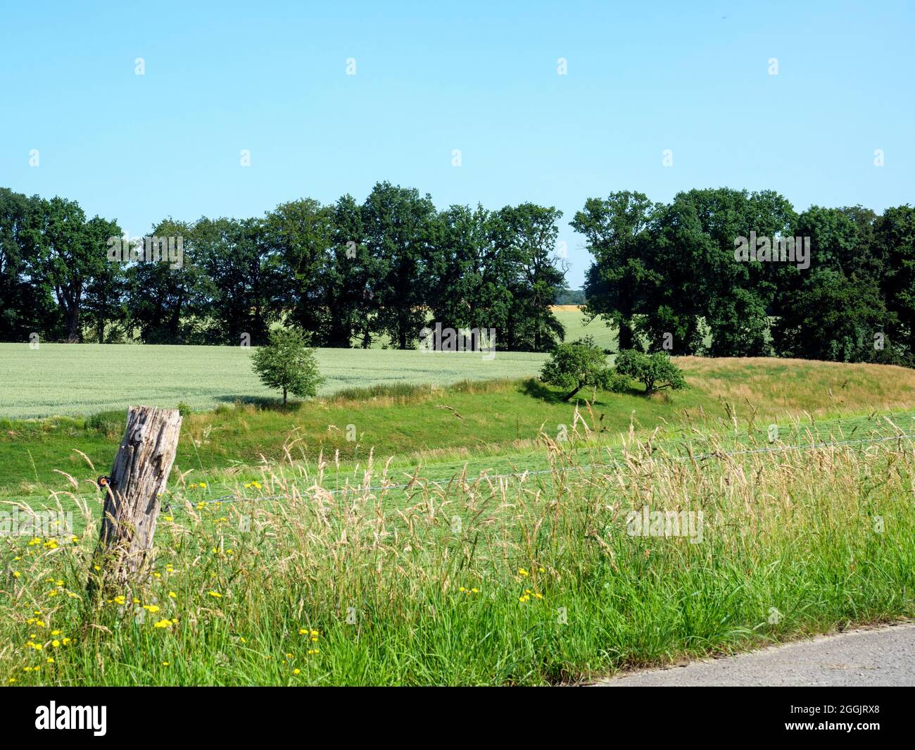 Paesaggio nei pressi di Wellingholzhausen, Teutoburg Forest, Osnabruecker Land, bassa Sassonia, Germania Foto Stock