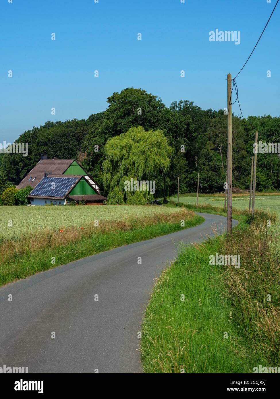 Strada di campagna, Agriturismo, Foresta di Teutoburg, Osnabruecker Land, bassa Sassonia, Germania Foto Stock