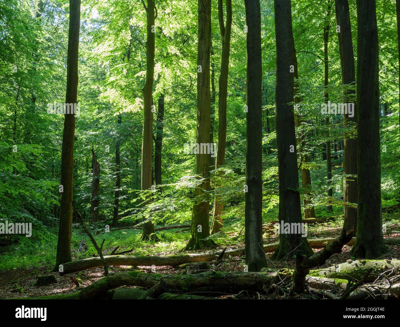 Großer Freeden foresta naturale, Teutoburg Foresta vicino Hilter, Osnabrücker Land, bassa Sassonia, Germania Foto Stock
