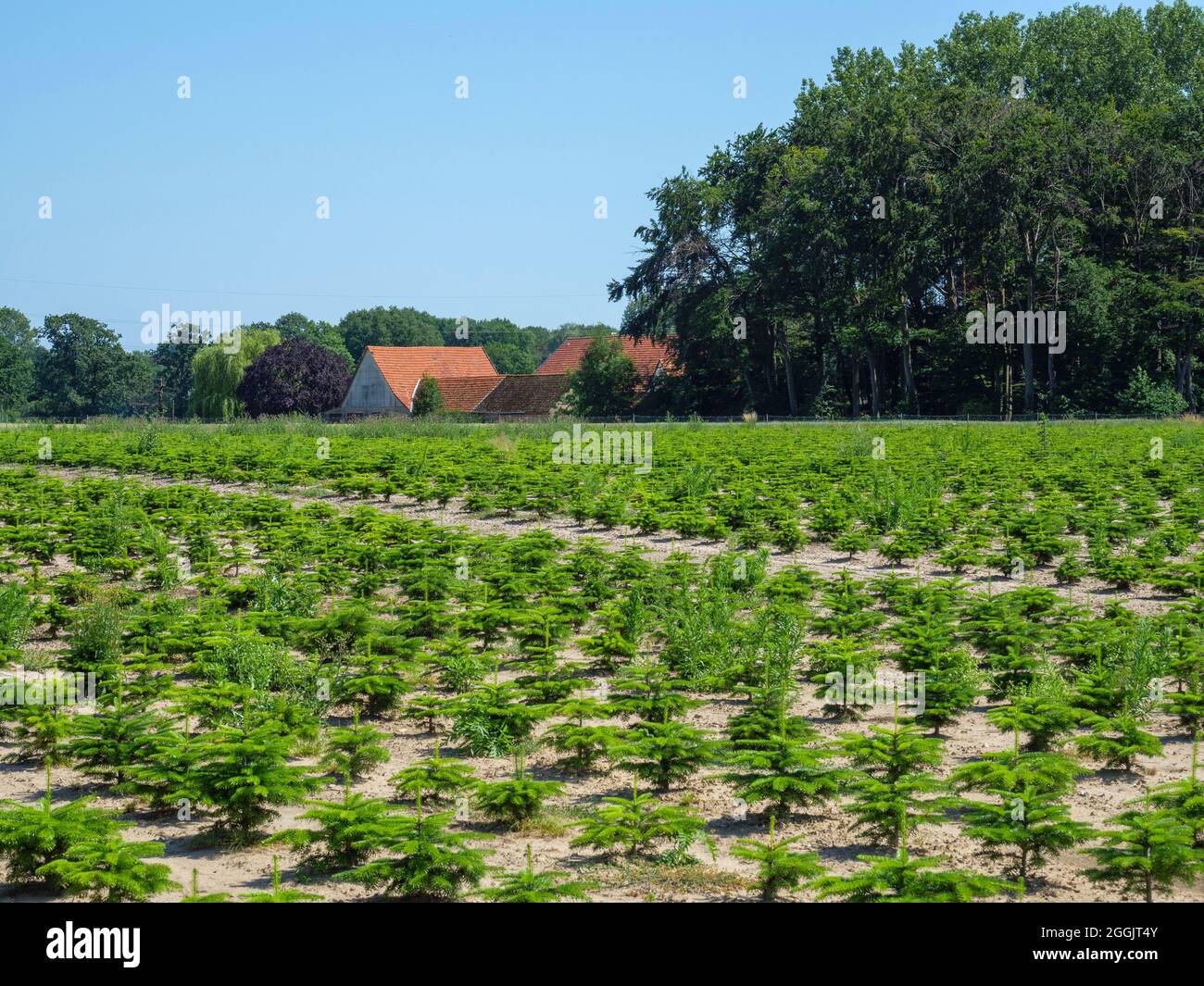 Piantagione di alberi di Natale nei pressi di Bad Laer, Osnabrücker Land, bassa Sassonia, Germania Foto Stock