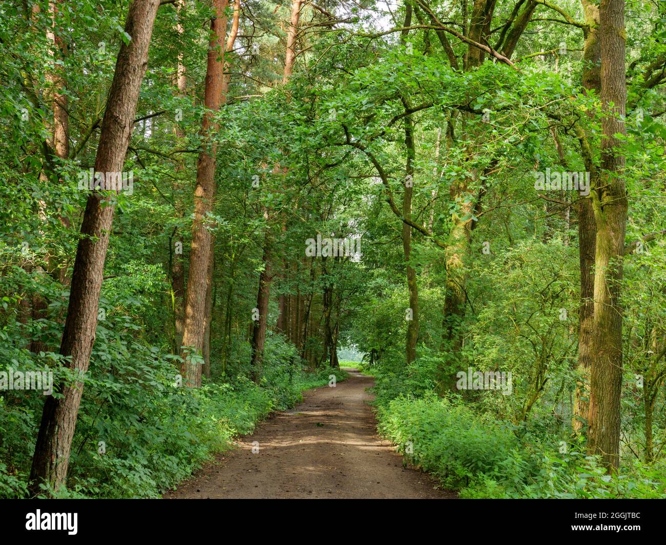 Percorso forestale a Eggermühlenbachtal, Artland, Osnabrücker Land, bassa Sassonia, Germania Foto Stock