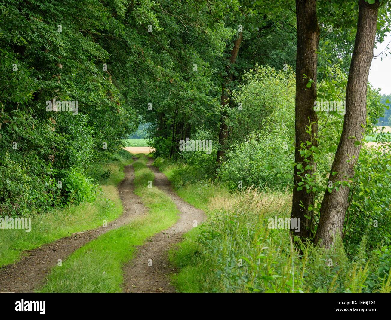 Sentiero ai margini della foresta vicino a Merzen, Artland, Osnabrücker Land, bassa Sassonia, Germania Foto Stock