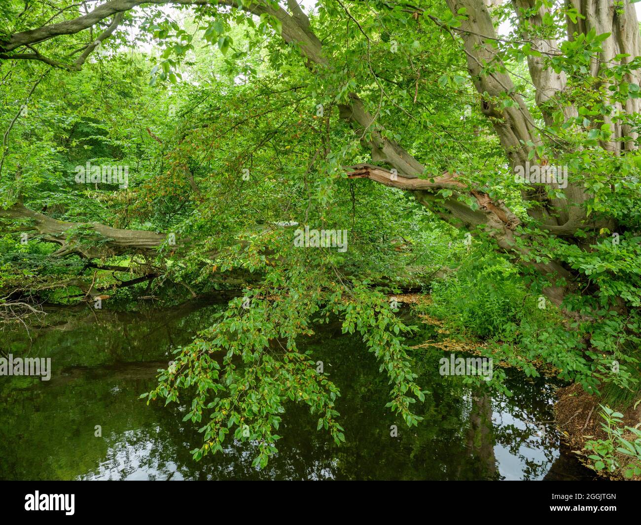 Ormeggio alla Lage Kloster vicino a Rieste, Osnabrücker Land, bassa Sassonia, Germania Foto Stock